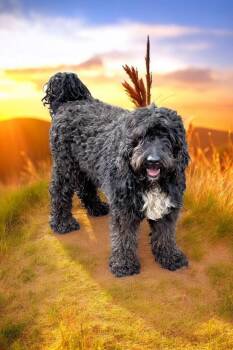 Rescue Aussiedoodle Dogs for Adoption in Cumming, Georgia - Raggedy Andy | PetCurious