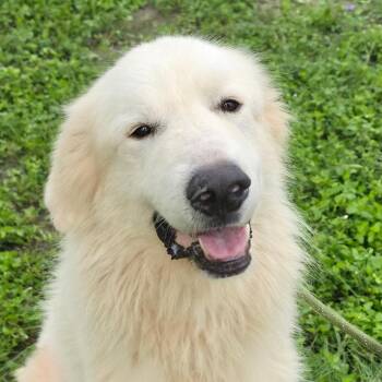 Ryder JuM -  Great Pyrenees Dog for Adoption in Austin, Texas - Ryder JuM | PetCurious