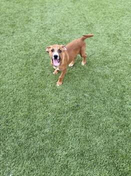 Mixed Breed and Beagle Dogs Available for Adoption - Stitch | PetCurious