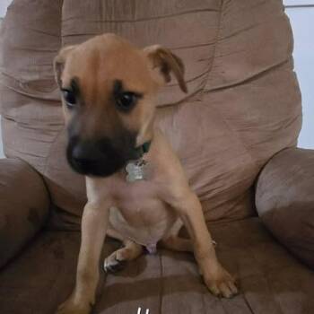 Colton -  Terrier and Mixed Breed Dog for Adoption in Jarrettsville, Maryland - Colton | PetCurious