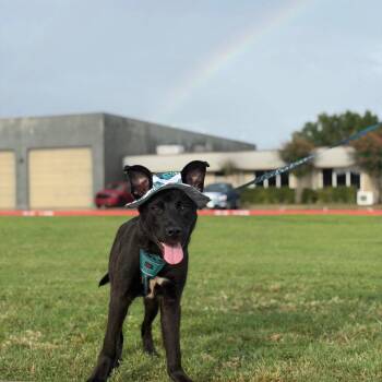 Neo -  Shepherd and Terrier Dog for Adoption in Bloomfield, Connecticut - Neo | PetCurious