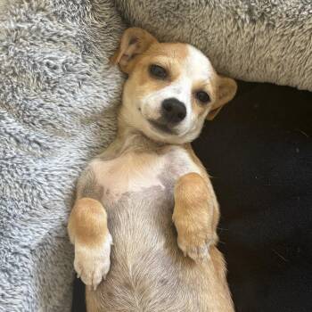 Bread - Costa Mesa Location *Available 9/19* -  Terrier and Mixed Breed Dog for Adoption in Chino Hills, California - Bread - Costa Mesa Location *Available 9/19* | PetCurious
