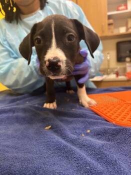 Starmie -  Mixed Breed Dog for Adoption in Raleigh, North Carolina - Starmie | PetCurious