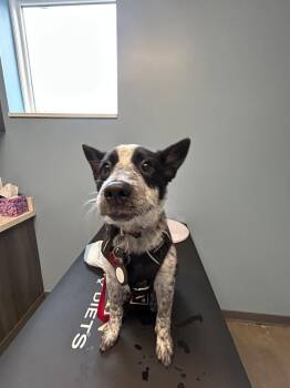 Australian Cattle Dog Blue Heeler Dogs Available for Adoption in Mansfield, Ohio - Maude | PetCurious