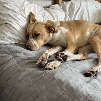 Beagle and Cattle Dog Dogs Available for Adoption in Torrance, California - Nilla | PetCurious