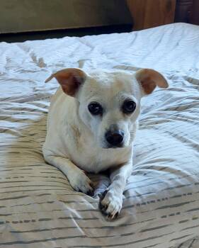 Chiweenie and Jack Russell Terrier Dogs Available for Adoption - Betty | PetCurious