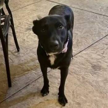 Mama -  Border Collie and German Shepherd Dog Dog for Adoption in Sonoma, California - Mama | PetCurious