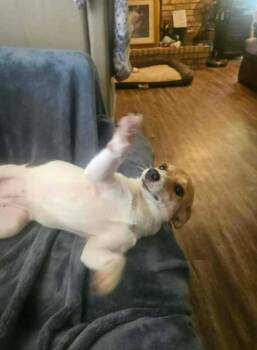 Pea Pie in LA -  Chihuahua Dog for Adoption in Cranston, Rhode Island - Pea Pie In LA | PetCurious