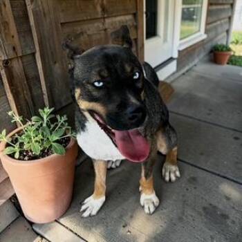 Chocolate Labrador Retriever and Siberian Husky Dogs Available for Adoption - Skye | PetCurious