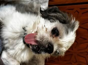 Rescue Terrier Dogs for Adoption in Irondequoit, New York - Tashi | PetCurious