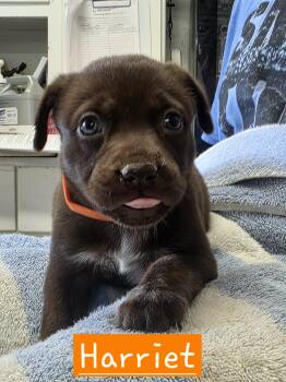 Harriet -  Dutch Shepherd Dog for Adoption in Walthill, Nebraska - Harriet | PetCurious