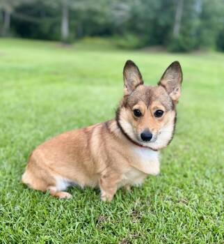 Dixie -  Pembroke Welsh Corgi Dog for Adoption in Lucedale, Mississippi - Dixie | PetCurious