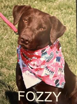 Chocolate Labrador Retriever Dogs Available for Adoption in Hutchinson, Kansas - Foxxy | PetCurious