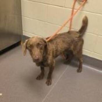 Coco -  Mixed Breed Dog for Adoption in Norman, Oklahoma - Coco | PetCurious