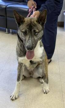 German Shepherd Dog and Siberian Husky Dogs Available for Adoption in Killeen, Texas - WILLOW | PetCurious