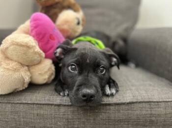 Boxer Dogs Available for Adoption in Lafayette, Louisiana - Callie | PetCurious