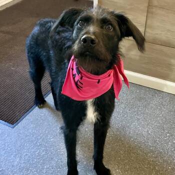 Franny -  Wirehaired Terrier and Mixed Breed Dog for Adoption in Metamora, Michigan - Franny | PetCurious