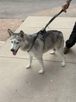 STRAY HOLD -  Siberian Husky Dog for Adoption in Killeen, Texas - STRAY HOLD | PetCurious