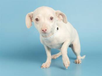 Chihuahua Dogs Available for Adoption - SUGA | PetCurious