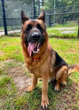 Maximus Prime -  Mixed Breed Dog for Adoption in Fairfax, Virginia - Maximus Prime | PetCurious