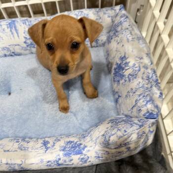 Pancake -  Chihuahua Dog for Adoption in Seal Beach, California - Pancake | PetCurious