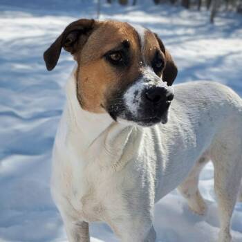 Hound Dogs Available for Adoption in Shelby, North Carolina - Trinity | PetCurious