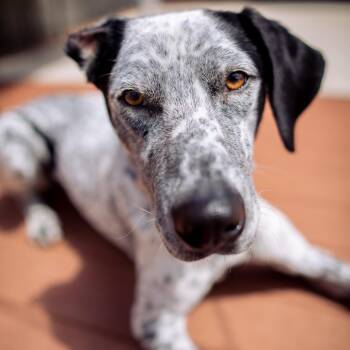 Kahlo -  Catahoula Leopard Dog and Hound Dog for Adoption in Washougal, Washington - Kahlo | PetCurious