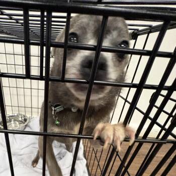 Grandma Cookie -  Chihuahua Dog for Adoption in St. Louis, Missouri - Grandma Cookie | PetCurious