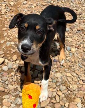 McCartney -  Bernese Mountain Dog and Shepherd Dog for Adoption in North Olmsted, Ohio - McCartney | PetCurious