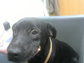 Rescue Labrador Retriever and Mixed Breed Dogs for Adoption in Albuquerque, New Mexico - RICHIE | PetCurious