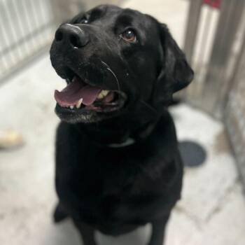 Mixed Breed Dogs Available for Adoption - Blu | PetCurious