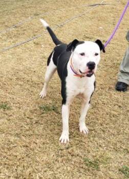Rescue Pit Bull Terrier and Mixed Breed Dogs for Adoption in West Memphis, Arkansas - G Money | PetCurious