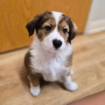 Romeo -  Mixed Breed Dog Available for Adoption in Woodstock, Illinois - Romeo | PetCurious