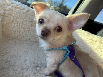 Chihuahua Dogs Available for Adoption - Busta | PetCurious