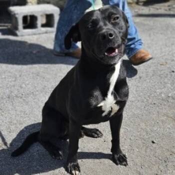 Rescue Pit Bull Terrier Dogs for Adoption in Fairfax, Virginia - Cosmos | PetCurious