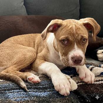 Baby Girl -  Boxer Dog for Adoption in Houston, Texas - Baby Girl | PetCurious