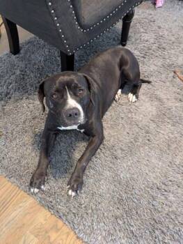 Rescue Mixed Breed Dogs for Adoption in Miamitown, Ohio - Bieber | PetCurious