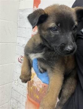 CYNTHIA -  German Shepherd Dog and Mixed Breed Dog for Adoption in San Bernardino, California - CYNTHIA | PetCurious