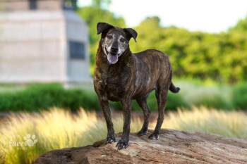 Lucille -  Labrador Retriever Dog for Adoption in Shawnee, Oklahoma - Lucille | PetCurious