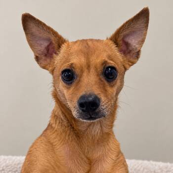 Pedro -  Chihuahua Dog for Adoption in Madisonville, Tennessee - Pedro | PetCurious