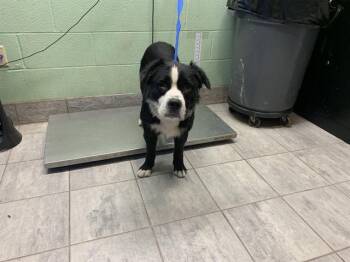 TOBIAS($AVAGE) -  Border Collie Dog for Adoption in Grand Prairie, Texas - TOBIAS($AVAGE) | PetCurious