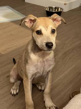 SAMMY -  Shepherd Dog for Adoption in Broomfield, Colorado - SAMMY | PetCurious