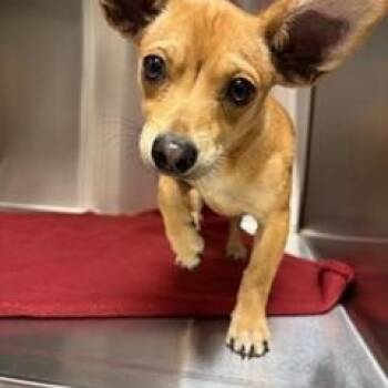 Chihuahua Dogs Available for Adoption in Liberty, Missouri - **FOUND** | PetCurious