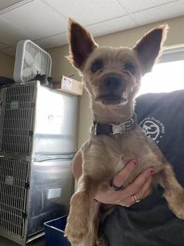LUCKY -  Yorkshire Terrier and Mixed Breed Dog for Adoption in Santa Cruz, California - LUCKY | PetCurious
