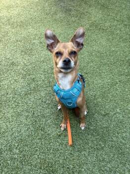 Mixed Breed Dogs Available for Adoption in Mt. Juliet, Tennessee - Hazel | PetCurious