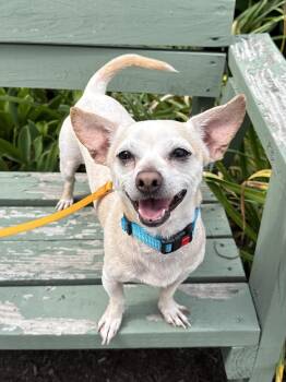 Gordon -  Chihuahua Dog for Adoption in Sudbury, Massachusetts - Gordon | PetCurious