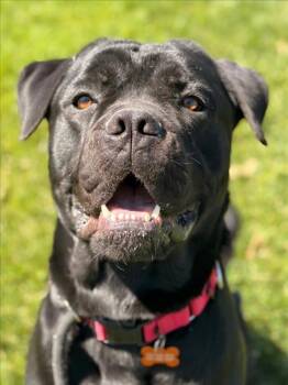 Cane Corso Dogs Available for Adoption in Woodland, California - *PEARL AKA PJ | PetCurious