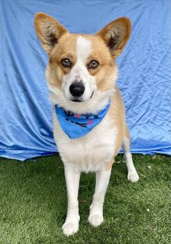 Corgi Dogs Available for Adoption in Rowland Heights, California - TUCKER | PetCurious
