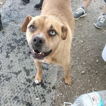 Connelly -  Mixed Breed and Pug Dog for Adoption in Brooksville, Kentucky - Connelly | PetCurious