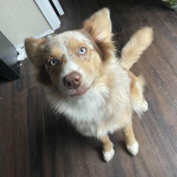 Australian Shepherd Dogs Available for Adoption in Beaumont, Texas - Mocha | PetCurious